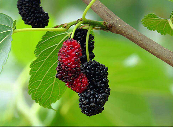 Mulberry red color
