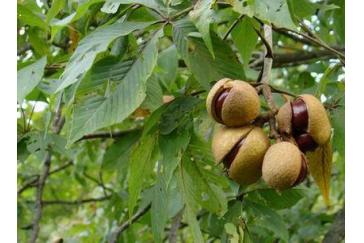 Horse chestnut Extract