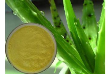 Aloe vera Extract