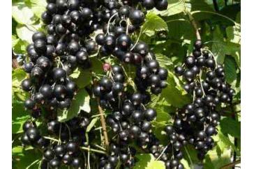 Black currant Extract 