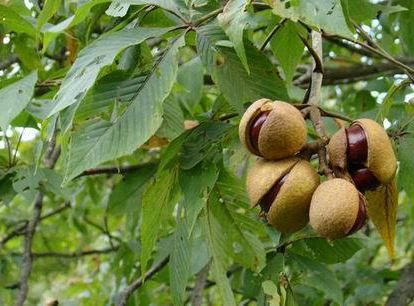 Horse chestnut Extract