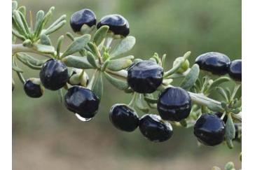 Black Wolfberry Fruit Powder
