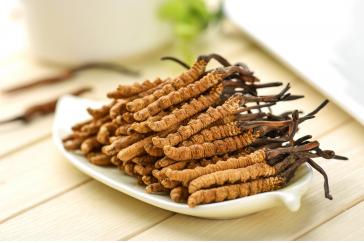 Cordyceps Extract